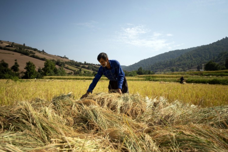 تجاری‌سازی محصولات کشاورزی مازندران باید محقق شود