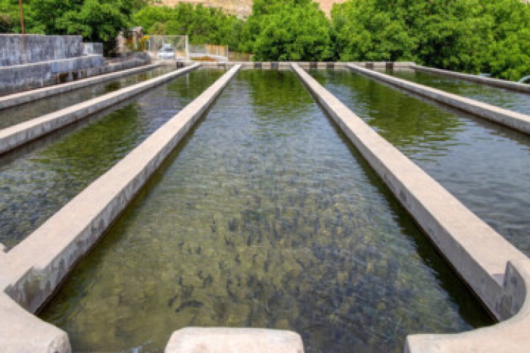 پیش بینی تولید ۱.۸ میلیون تن آبزی در برنامه هفتم پیشرفت