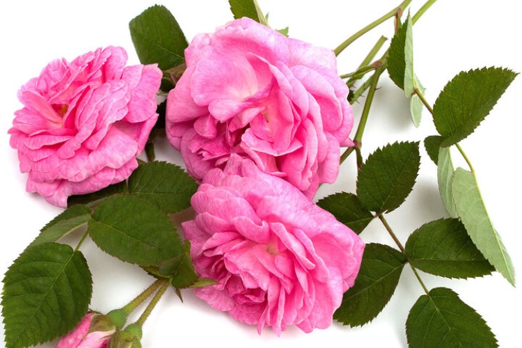 بازار جهانی «طلای مایع» میراث کهن ایران در اختیار ترکیه است