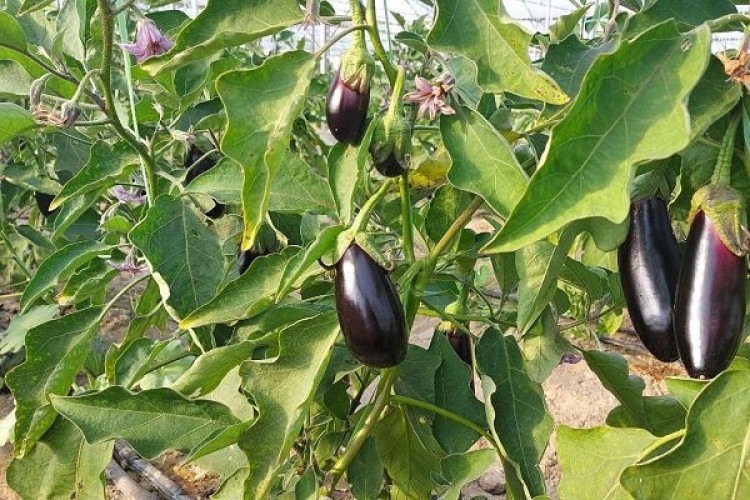 ۸۰ درصد گلخانه‌ها به کشت سبزیجات اختصاص دارد؛ پیشتازی تهران