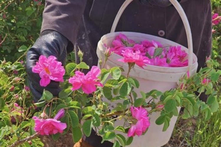 درخواست ثبت جهانی گل محمدی در یونسکو به نام ایران