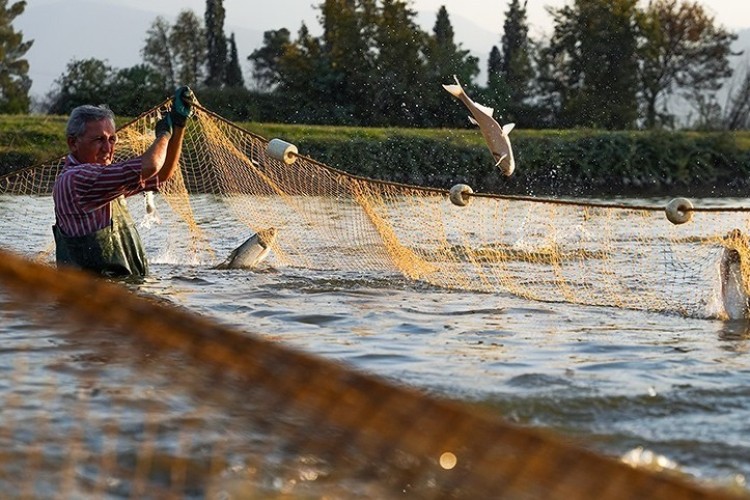 «آب سالمتر» در استخرهای پرورش ماهی، با فناوری هسته‌ای