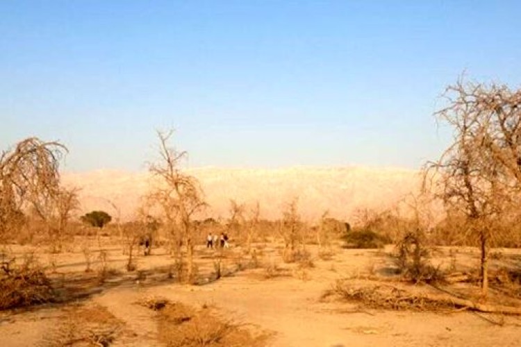 رویشگاه ژنتیکی " آکاسیا آلبیدا " منحصربه‌ فرد کشور در معرض تهدید جدی