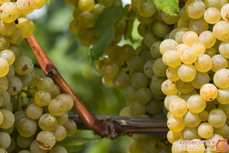 ملایر پایلوت اجرای طرح توسعه انگور کشور شد