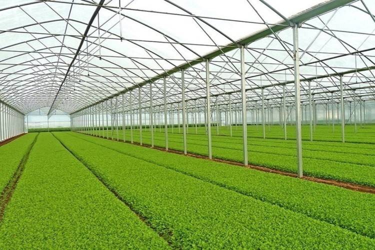 تهران، صدرنشین توسعه گلخانه‌ها در بین استان‌های کشور