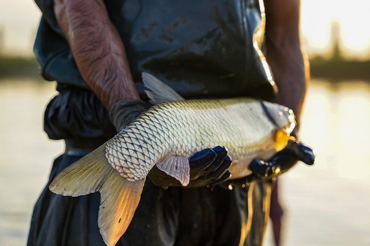 بررسی سلامت ماهی‌های پرورشی، با فناوری هسته‌ای