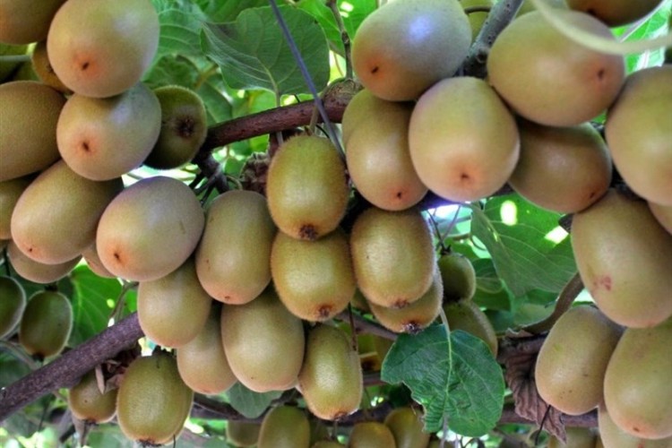 رشد 20 درصدی تجارت کشاورزی روسیه و ایران از ابتدای سال جاری میلادی