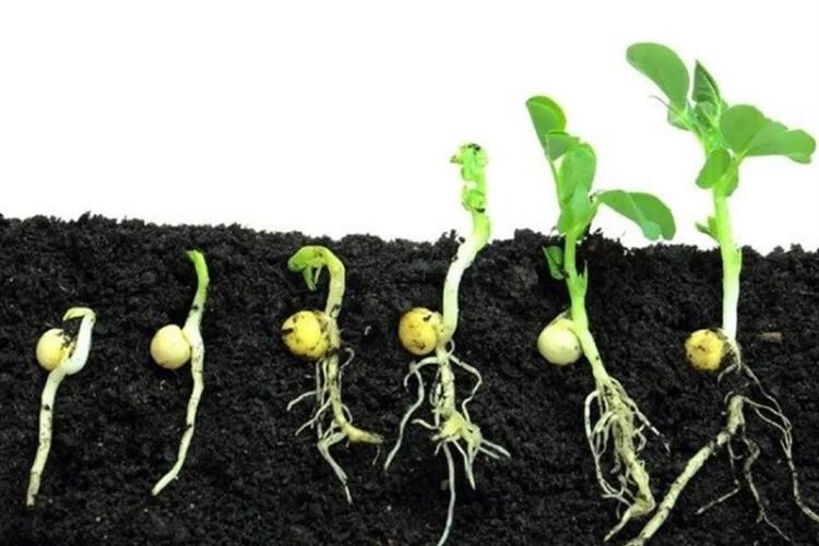 تحریک جوانه‌زنی بذر با پرتودهی