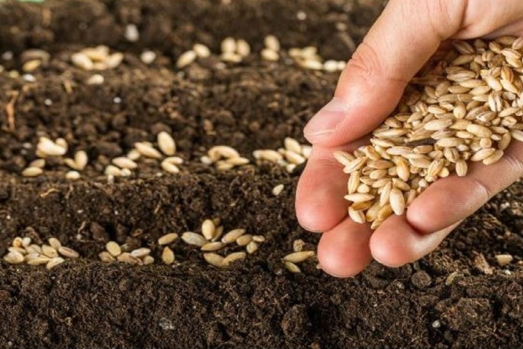 تولید بیش از ۲۵۰۰ تن بذور غلات طی سال زراعی جاری