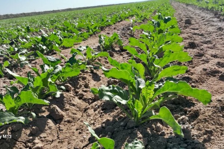 خسارت ۱۱ همتی سیل آذرماه به بخش کشاورزی