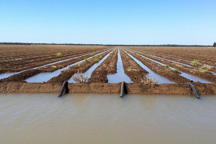 کشاورزی سنتی؛ بلای جان دریاچه ارومیه