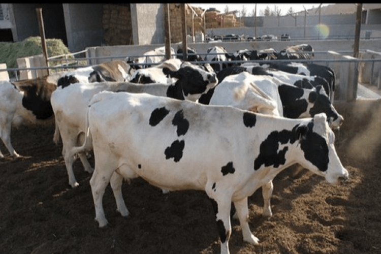 بوی نامطبوع تهدید بزرگترین دامداری خاورمیانه شد