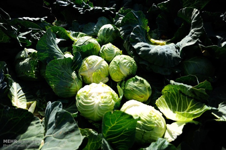 اصلاح رژیم غذایی علاوه بر کاهش آلاینده‌ها جان میلیون‌ها انسان را نجات می‌دهد