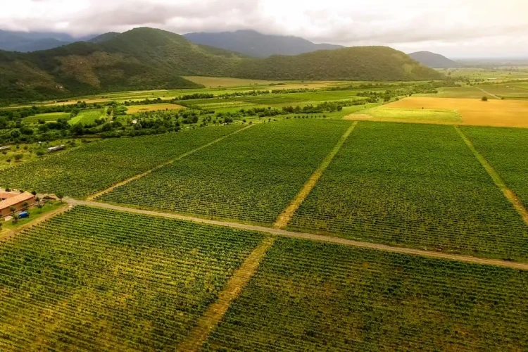 کشاورزی ژاپن در مسیر چندملیتی شدن