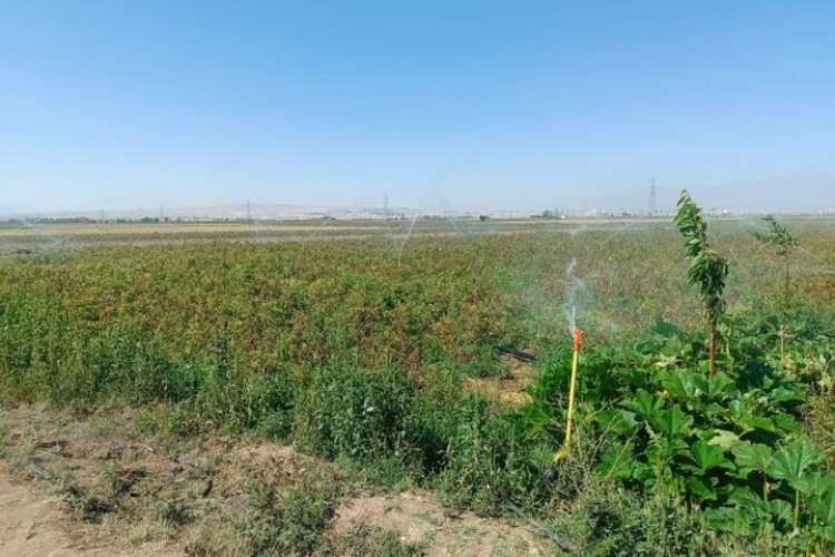 ۴۰ درصد اراضی کشاورزی ایران مجهز به آبیاری نوین است