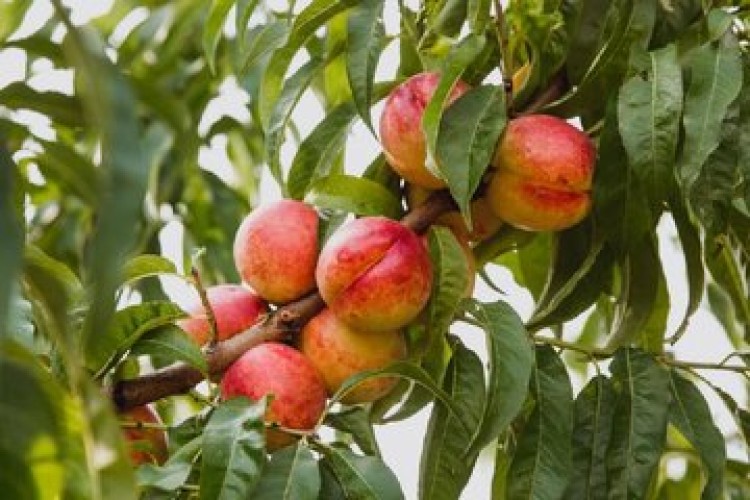 نیازی به چیدن نیست / برگ درخت زمان رسیدن میوه را نشان می‌دهد