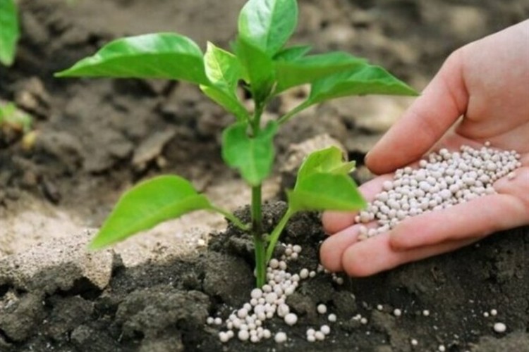 کاربرد فناوری هسته‌ای در بهینه‌سازی مصرف کود کشاورزی