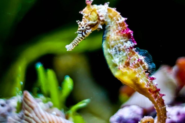 ایران به جمع کشورهای تکثیر صنعتی اسبک دریایی جهان پیوست