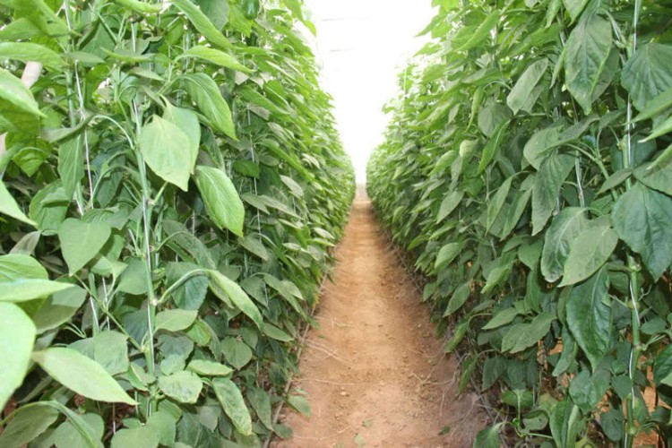 ۵ میلیون دلار صرفه‌جویی ارزی با تولید بذر پایه در اصفهان