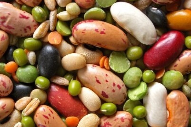 نگهداری از ۱۸۰۰ ژرم پلاسم لوبیا در مرکز تحقیقات خمین