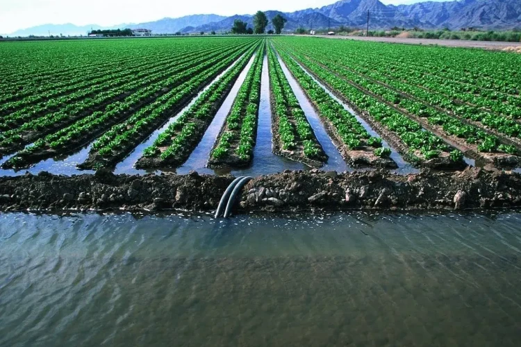 ۵۰۰ میلیون دلار فرصت صادراتی محصولات کشاورزی از دست رفت