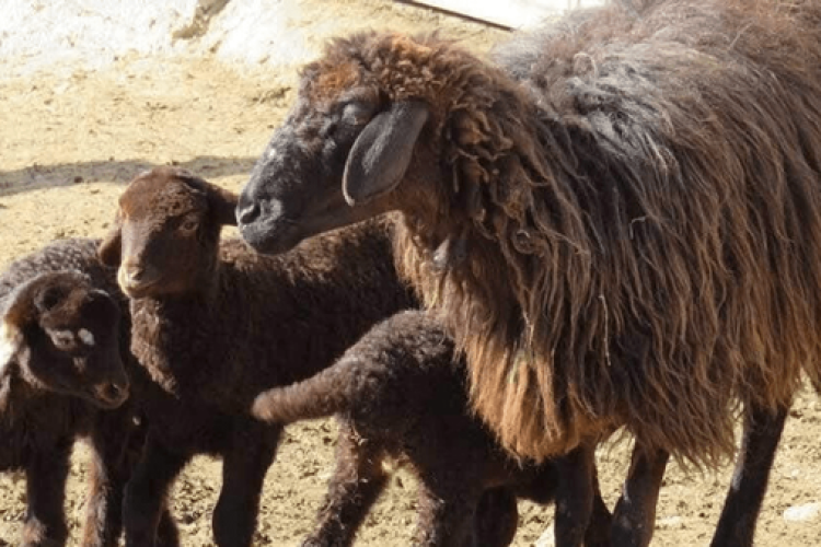 سرمایه در گردش ندهید، «میش‌کشی» راه می‌افتد
