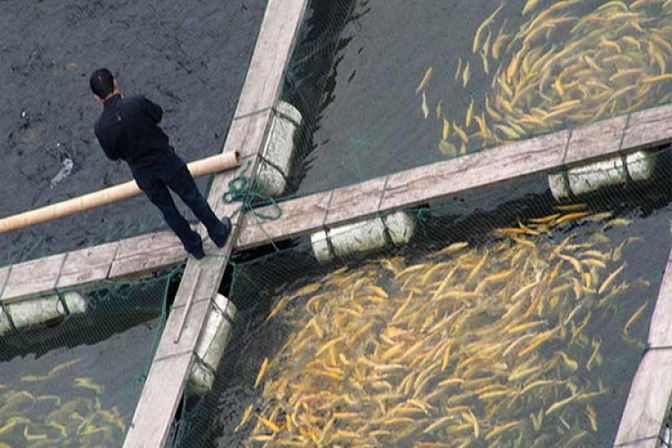 خوزستان در پرورش ماهیان گرمابی پیشرو است/ ضرورت تفکیک آبزی‌پروری آب‌شور و آب‌شیرین