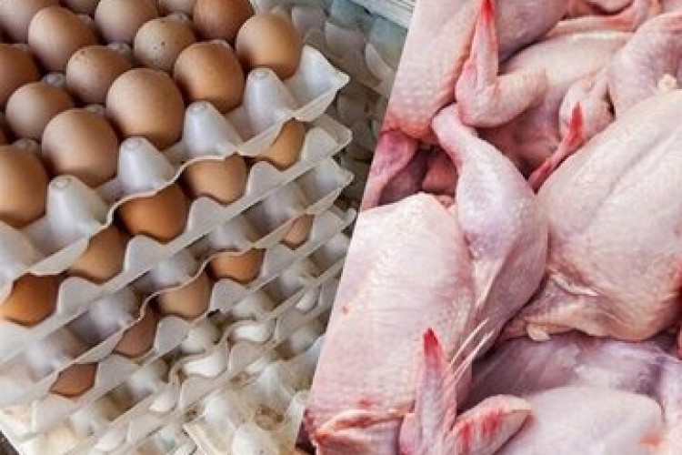 سقوط آزاد مصرف مرغ و تخم‌مرغ در کشور/ طلاکش: دلار که آزاد شد، مردم دیگر مرغ نمی‌خرند
