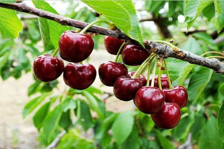 پیش‌بینی برداشت ۱۰ هزار و ۵۰۰ تن گیلاس در کرمانشاه