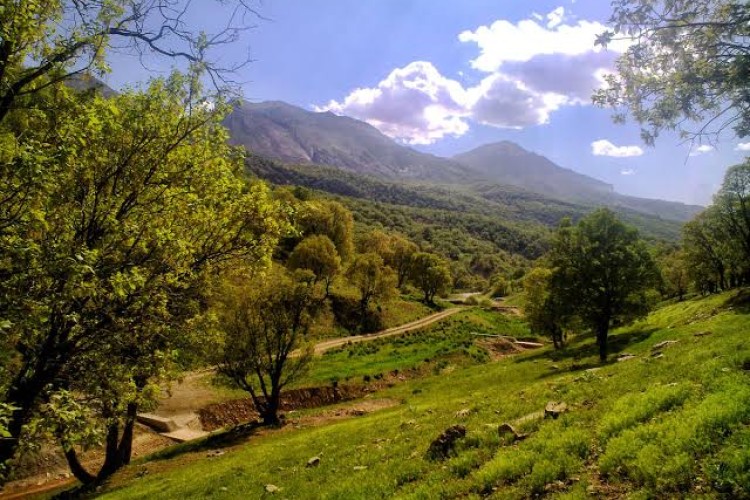 سند مدیریت پایدار جنگل‌های زاگرس نهایی شد