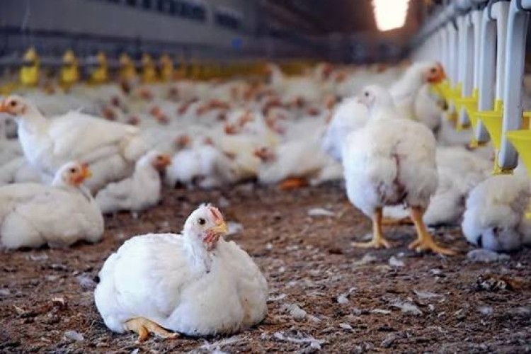 مدیریت تنش گرمایی در واحدهای پرورش طیور ضروری است