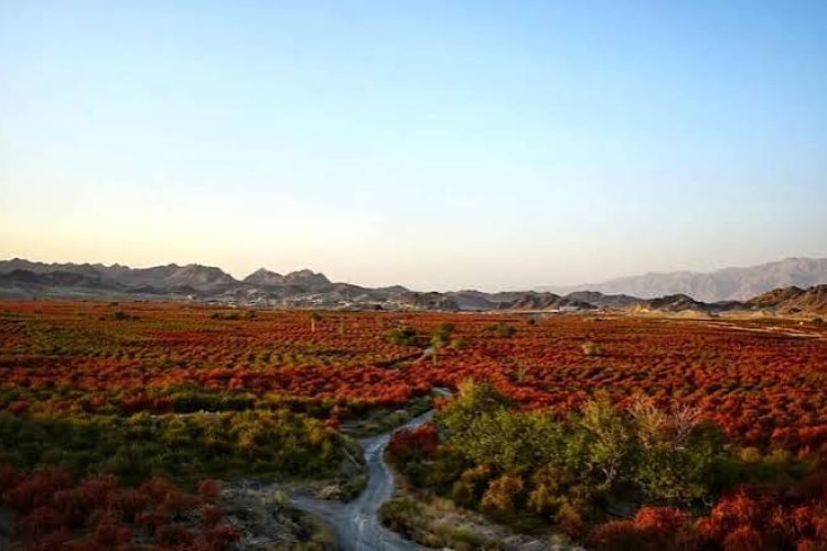 بزرگ‌ترین باغ زرشک جهان در افین