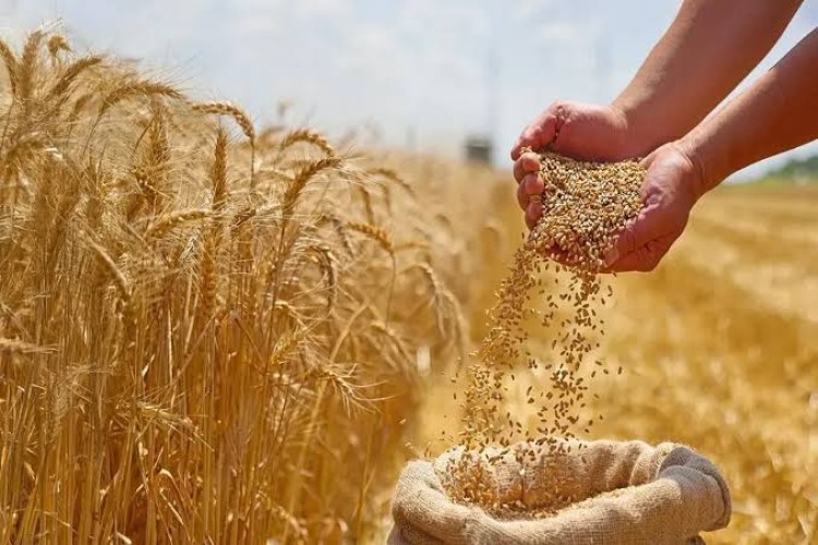 قیمت جهانی گندم صعودی شد