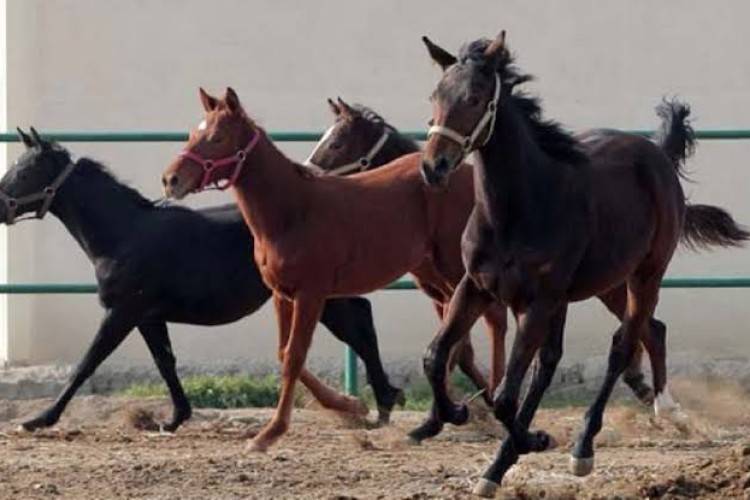 کارگروه توسعه صنعت اسب در استان‌ها تشکیل می‌شود