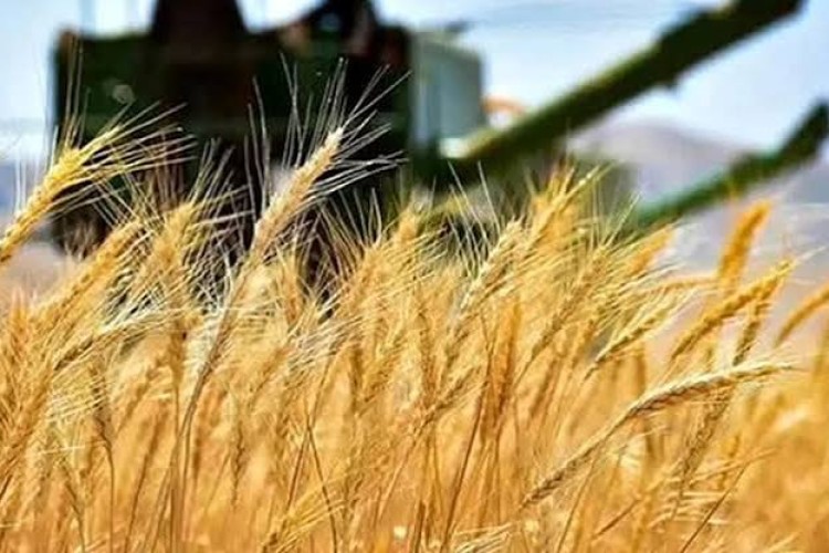 عبور خرید گندم از مرز ۷ میلیون تن