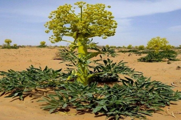 طلای بدبوی کویر؛ اکسیر سبز خراسان در مقابله با بحران آب