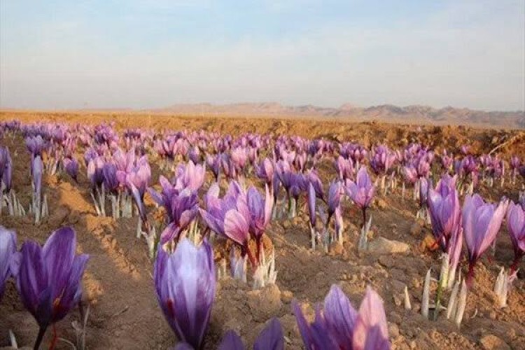 تولید زعفران، گل محمدی و خرمای ایران در رتبه نخست جهانی