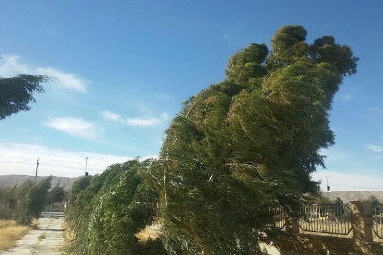 شستشوی برگ گیاهان پس از وزش باد ضروری است