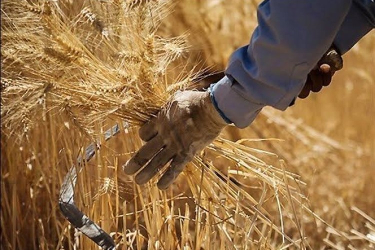 خرید تضمینی گندم از ۷.۵ میلیون تن گذشت
