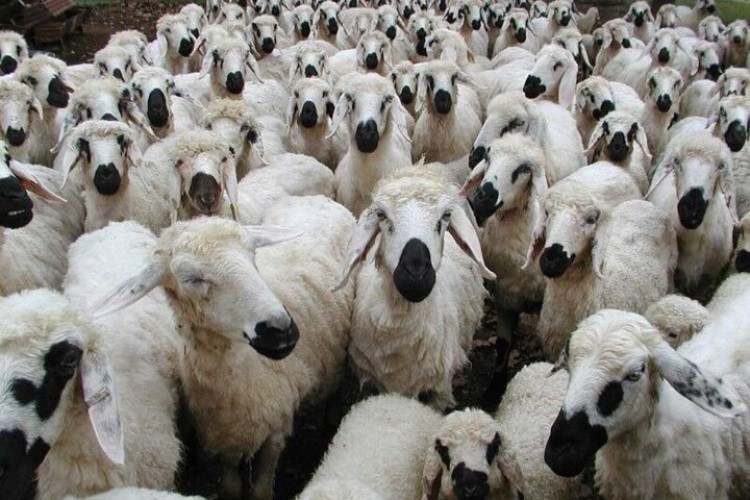 کاهش قیمت 30 درصدی گوسفند زنده ؛ گوشت ارزان نشد