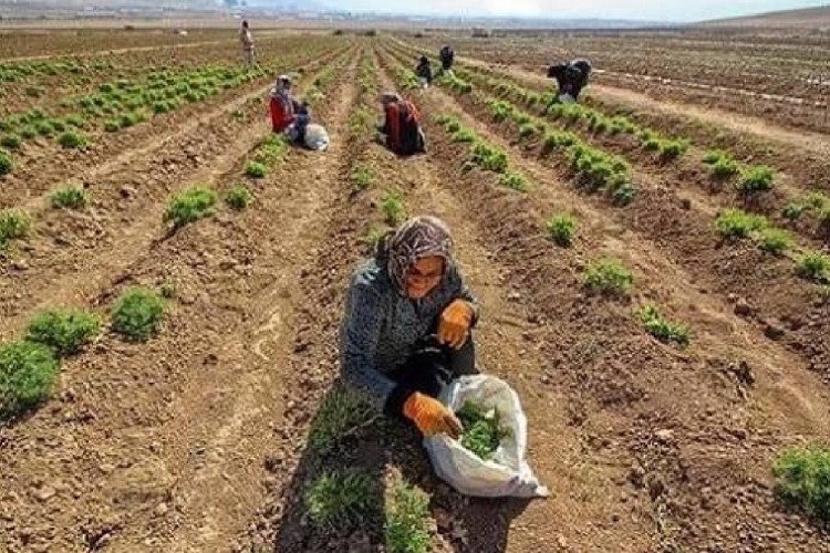 توسعه صنعت گیاهان دارویی در خوزستان؛ از یک عطاری سنتی تا آرزوی صادرات