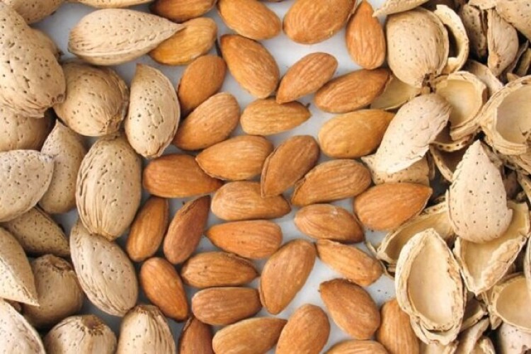 بادام؛ خوراکی محبوب با ارزش تغذیه‌ای بالا و اهمیت کشاورزی