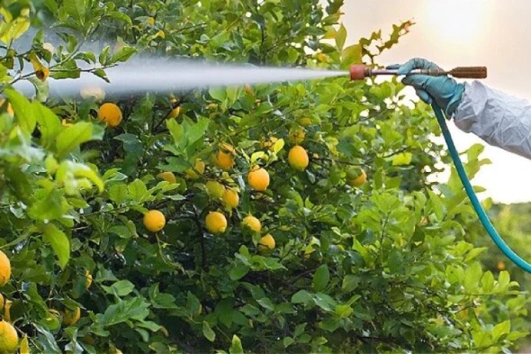 استانداردهای جدید برای کاهش نگرانی درباره سموم غذایی