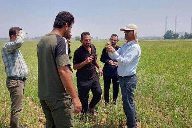 مهار هوشمندانه علف‌های هرز در شالیزارهای خشکه‌کاری؛ نسخه علمی محققان خوزستانی برای کشاورزان