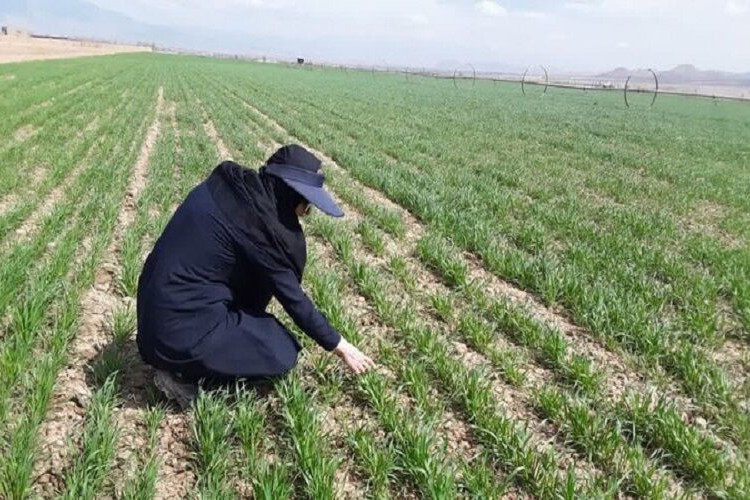 جهش تولید بذر در فارس با صرفه‌جویی ۱۴۷ میلیون مترمکعب آب