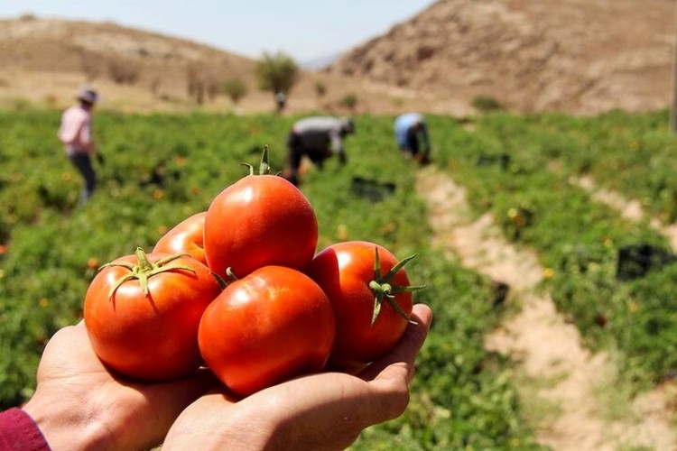 ارم قطب گوجه‌فرنگی خارج از فصل