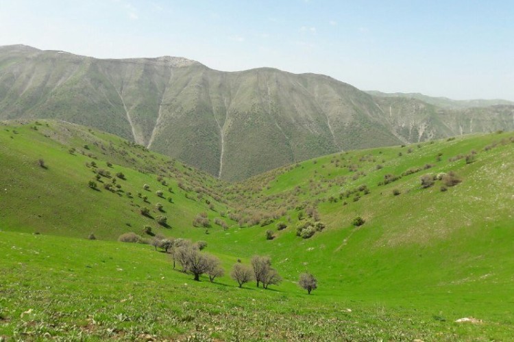 احیای ۳۰ میلیون هکتار مرتع در دستور کار منابع طبیعی است