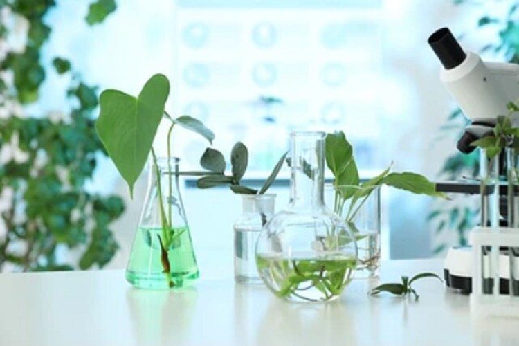 توسعه پژوهش‌های کاربردی و تولید داروهای گیاهی در مرکز تحقیقات گیاهان دارویی