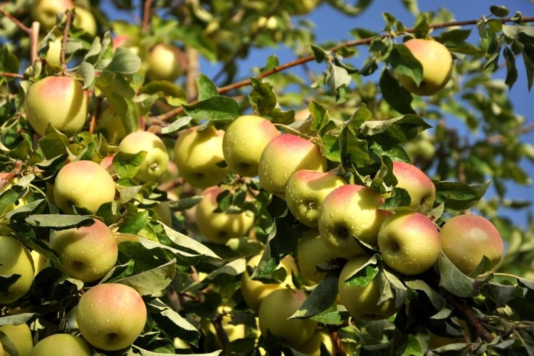 جشنواره سیب؛ آغاز یک مسیر تازه برای اقتصاد سمیرم