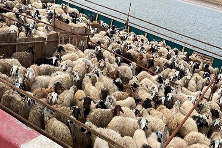 سهم ۳ درصدی دامپروری در تولید ناخالص داخلی